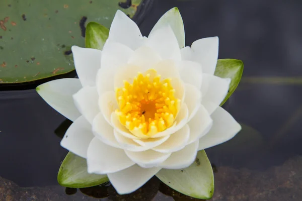 Grzybieniowate (lilia wodna) — Zdjęcie stockowe