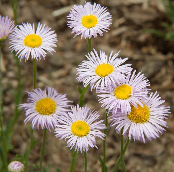 Flores de Erigeron floreciendo —  Fotos de Stock