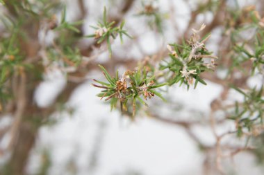Rosemary bir yakın kadar