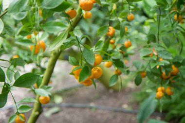 Calamondin meyve ağacı üzerinde