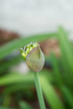 Agapanthus içinde yakın çekim