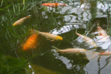 Bazı ortak goldfish