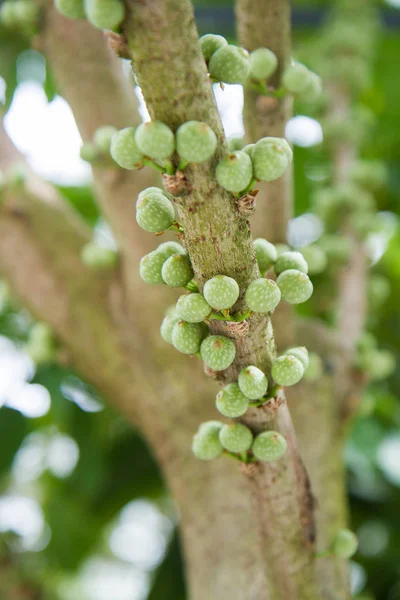 A Ficus japonica — Fotografia de Stock