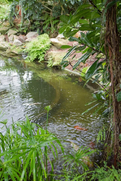 一个小池塘 — 图库照片