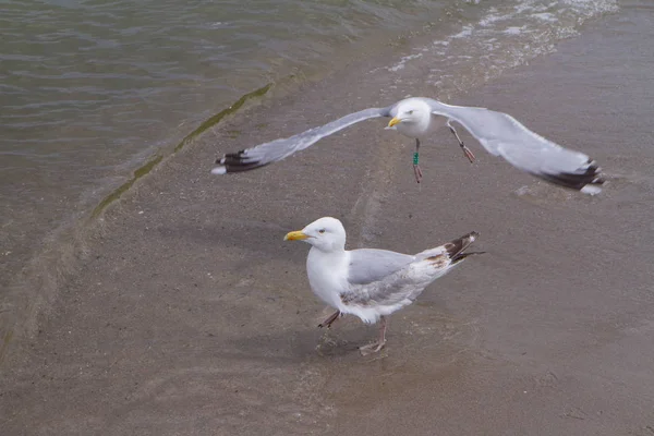 Two Larus seagulls — Stock Photo, Image