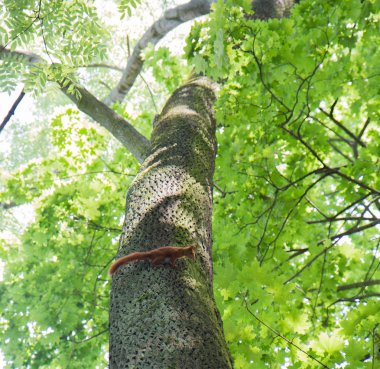 Kırmızı Sincap birbirlerini takip