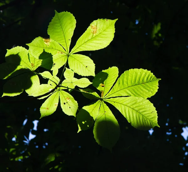 Hojas de castaño — Foto de Stock