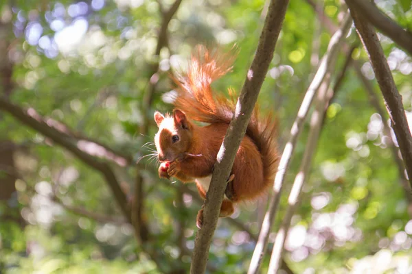 Lo scoiattolo rosso — Foto Stock