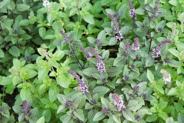 Трава: свежая мята
