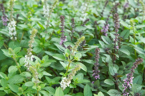 Herb: čerstvé máty — Stock fotografie