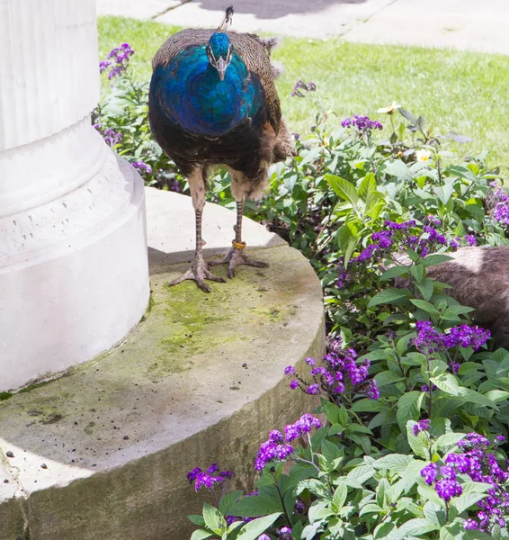 Peacock in a park — Stock Photo, Image