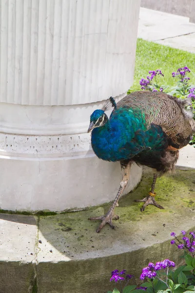 Peacock in a park — Stock Photo, Image