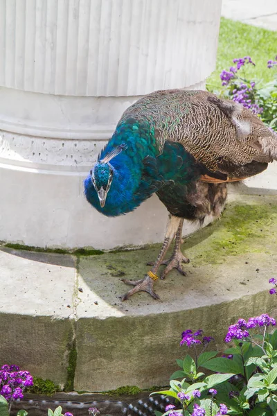 Peacock in a park — Stock Photo, Image