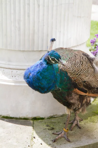 Peacock in a park — Stock Photo, Image