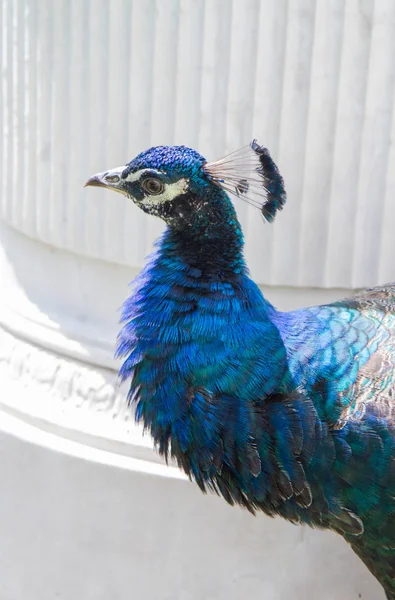 Peacock in a park — Stock Photo, Image