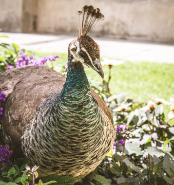 Peahen bir parkta