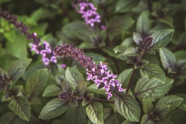 Ot: çiçek açan nane