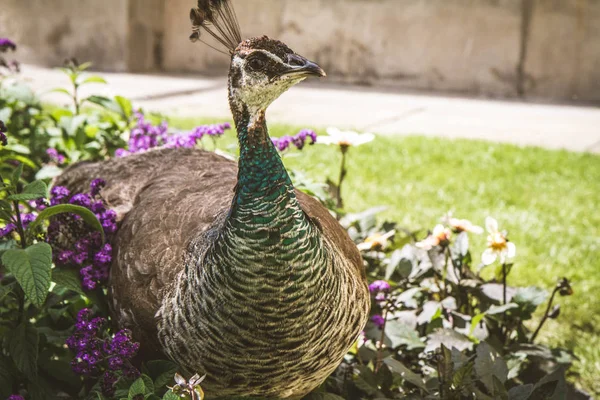 Peahen en un parque —  Fotos de Stock