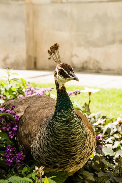 Peahen bir parkta