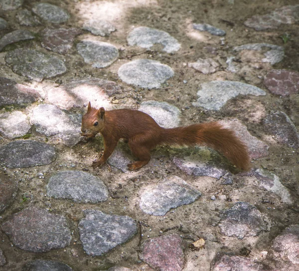 Lo scoiattolo rosso — Foto Stock