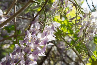 Wisteria bitki
