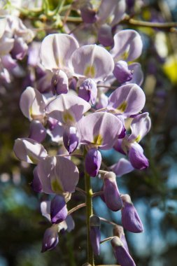 Wisteria bitki