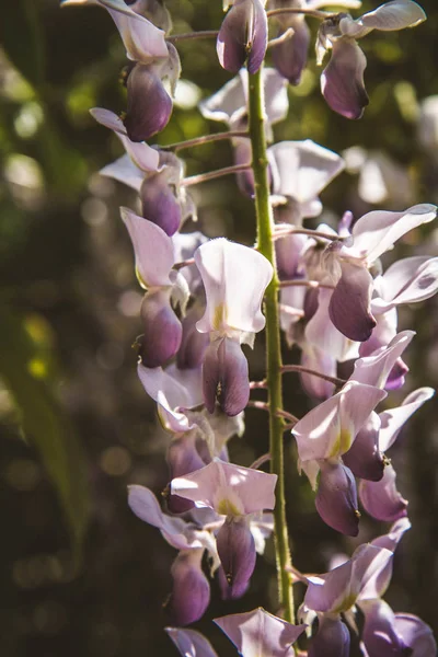 De blauweregen plant — Stockfoto