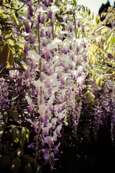 Wisteria bitki