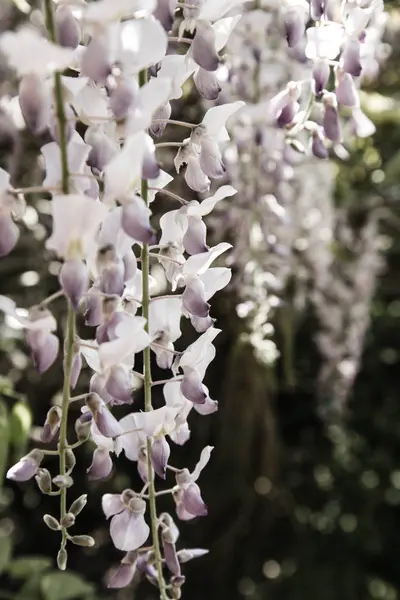 La plante Wisteria — Photo