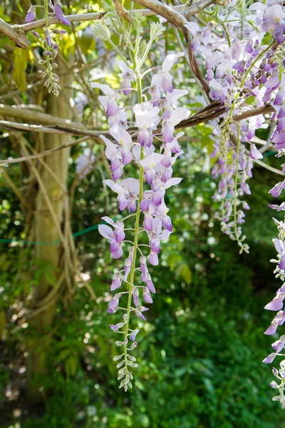 Wisteria anläggningen — Stockfoto