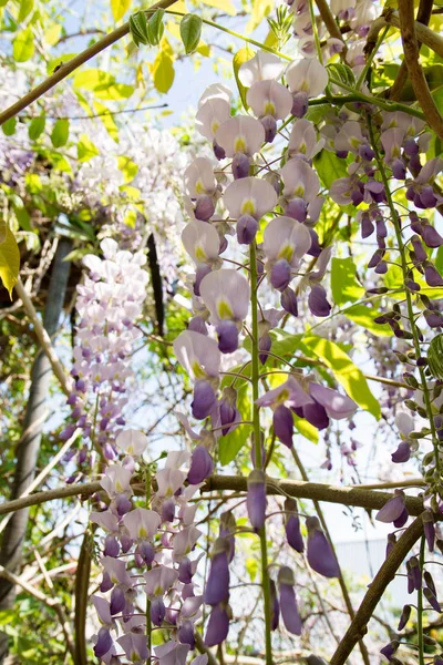 満開の藤の木 — ストック写真