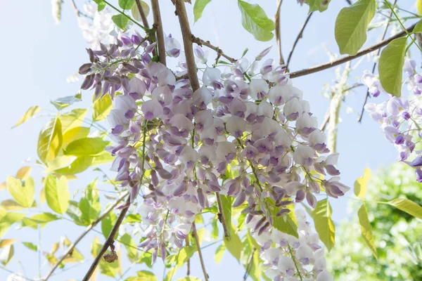 A planta Wisteria — Fotografia de Stock