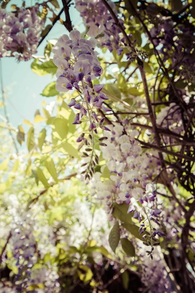 Wisteria bitki