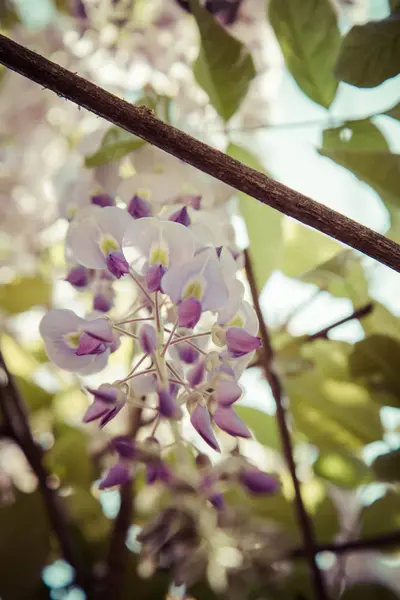 De blauweregen plant — Stockfoto