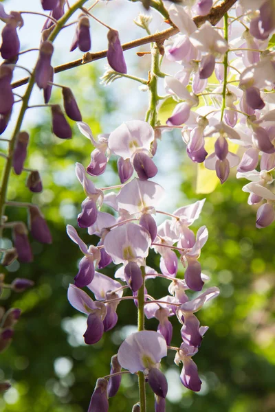 A planta Wisteria — Fotografia de Stock