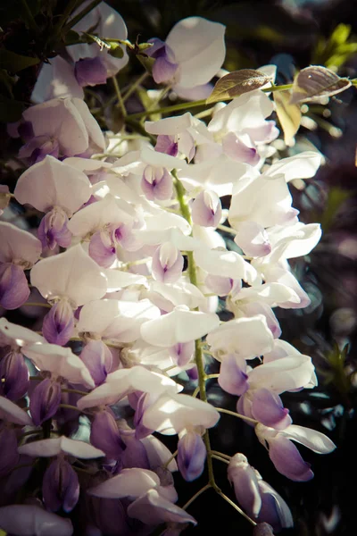 Wisteria bitki — Stok fotoğraf