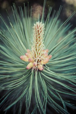 Pinus nigra (Karaçam) 