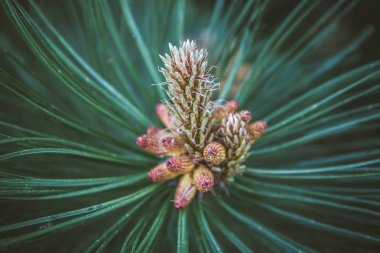 Pinus nigra (Karaçam) 