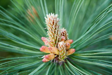 Pinus nigra (Karaçam) 