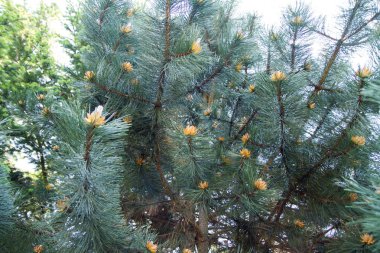 Pinus nigra (Karaçam) 