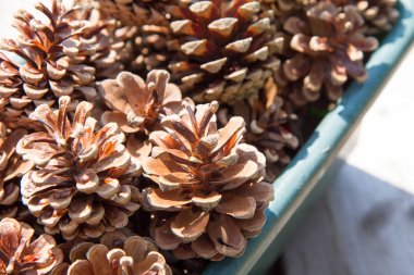 Bazı çam kozalakları