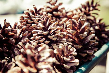 Bazı çam kozalakları