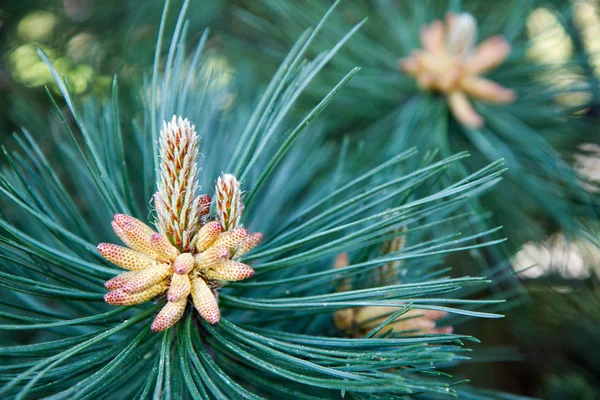 Pinus nigra (검은 소나무) — 스톡 사진