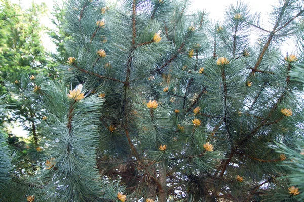 Pinus nigra (svart tall) — Stockfoto