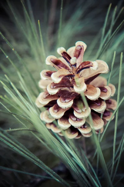 A Pine cone — Stock Photo, Image