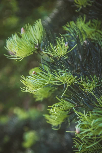 Une branche de sapin — Photo