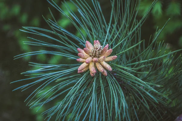 Пінус дерево, що виробляє пилок — стокове фото