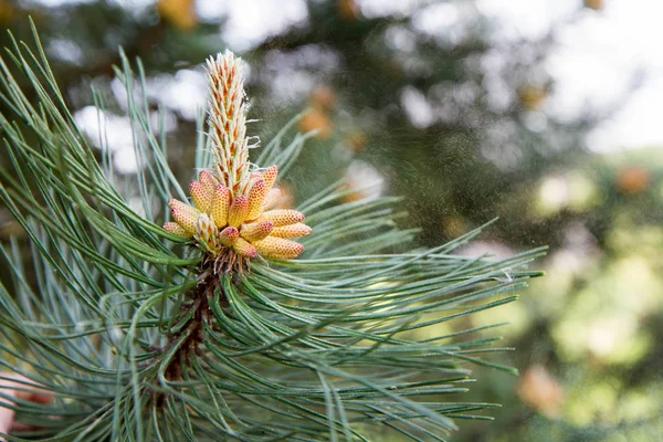 Pinus árvore produzindo pólen — Fotografia de Stock