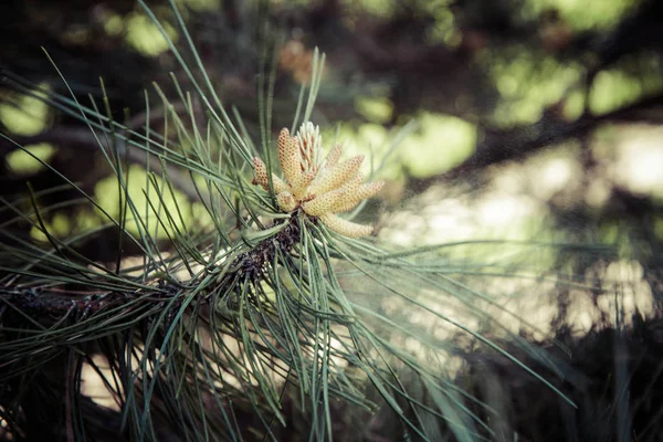 Pinus tree producing pollen — Stock Photo, Image