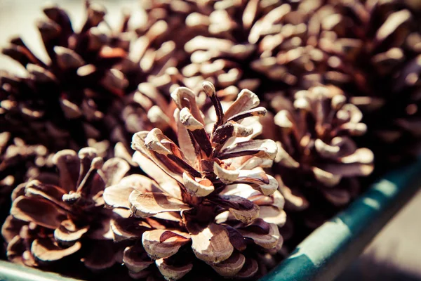 Some Pine cones — Stock Photo, Image